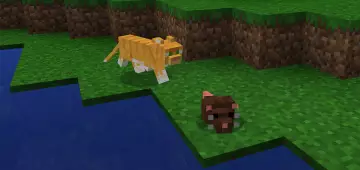 Мышь - Мод/Аддон Minecraft PE